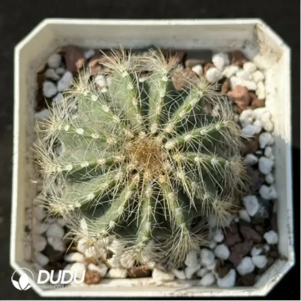1756114238-1-2216.webp Cactus-Silver crown - Image 1