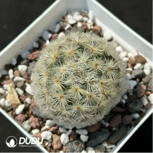 Cactus-Echinopsis tubiflora cottonrose - Image 1