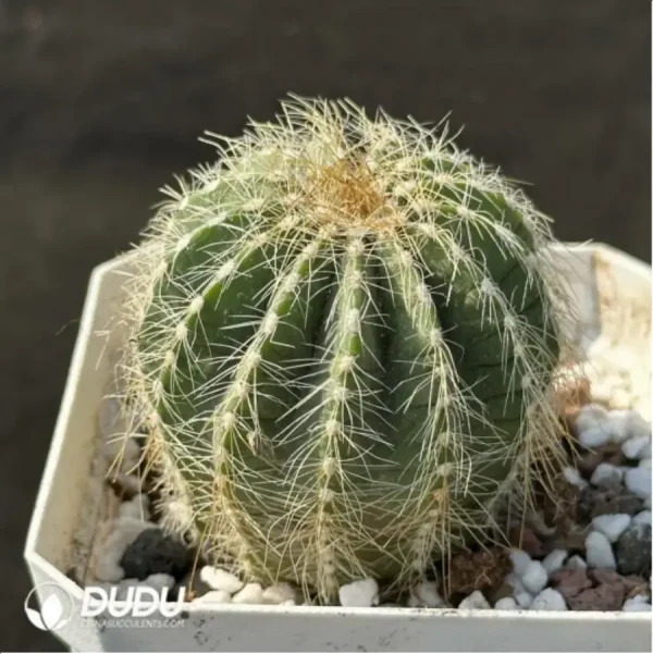 1756114239-2-1450.webp Cactus-Silver crown - Image 2