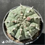 Cactus-Gymnocalycium vatteri