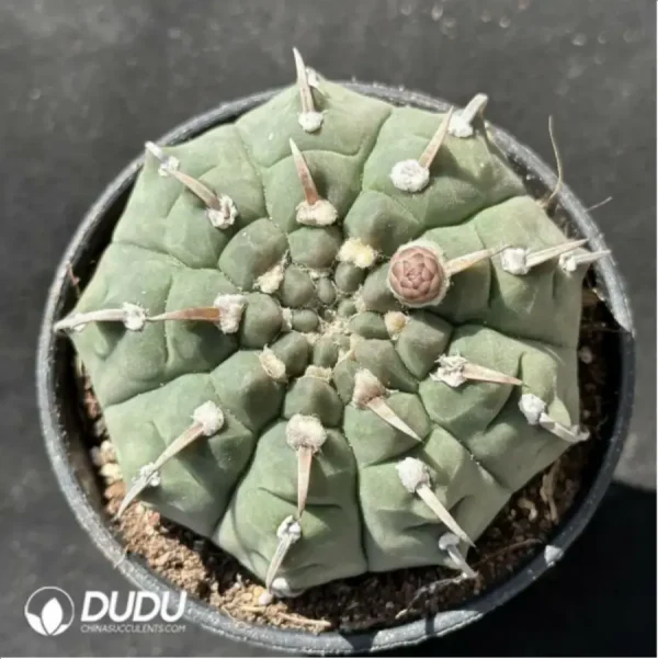 1756114243-1-2320.webp Cactus-Gymnocalycium vatteri - Image 1