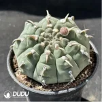 Cactus-Gymnocalycium vatteri - Image 2