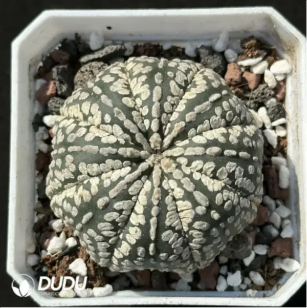 1756114247-1-2135.webp Cactus-Astrophytum asterias var. super - Image 1