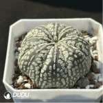 Cactus-Astrophytum asterias var. super - Image 2