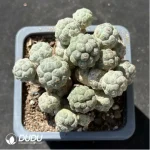 (Rooted Cutting)Cactus-Maihueniopsis Puna bonnieae Clustering