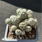 (Rooted Cutting)Cactus-Maihueniopsis Puna bonnieae Clustering - Image 2