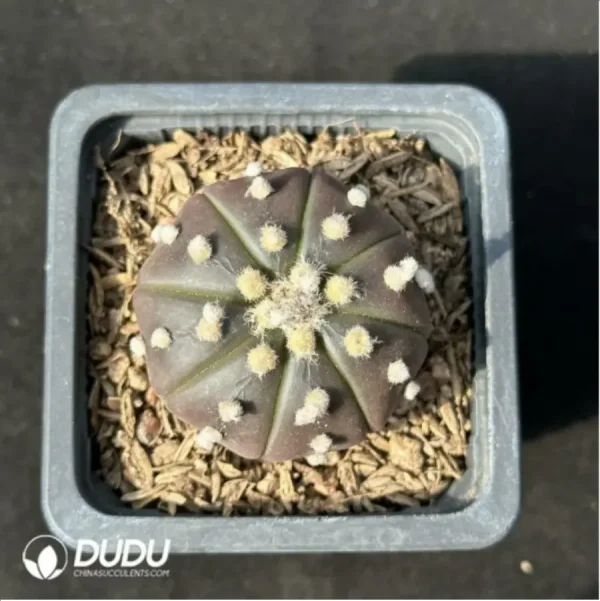 1756114251-1-2430.webp Cactus-purple asterias - Image 1