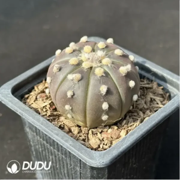 1756114252-2-1587.webp Cactus-purple asterias - Image 2