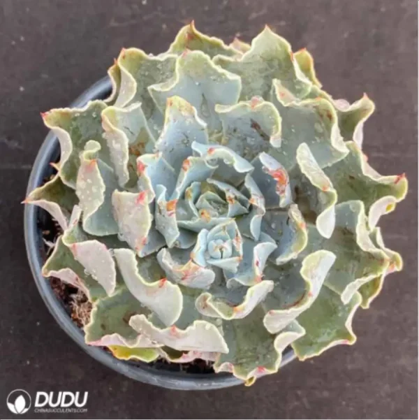 1756114254-1-3031.webp Echeveria Tsunami - Image 1
