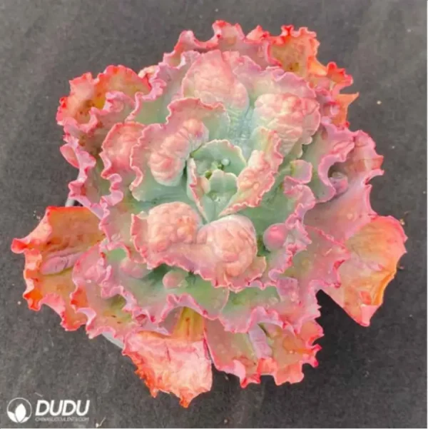1756114255-1-3030.webp Echeveria Carnival - Image 1