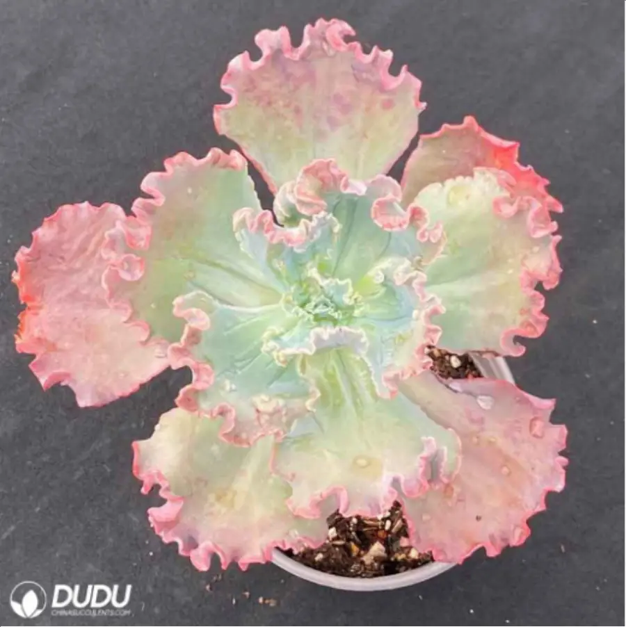 1756114262-1-3022.webp Echeveria Meridian - Image 1