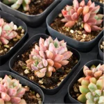 Echeveria Blood Swallow Double Head