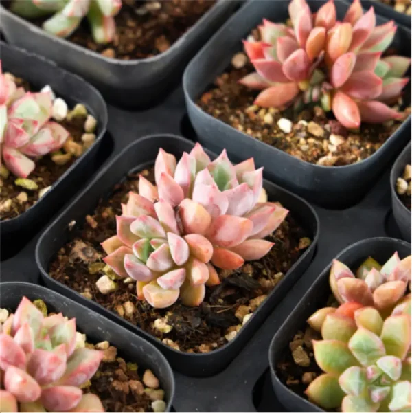 1756114263-1-3021.webp Echeveria Blood Swallow Double Head - Image 1