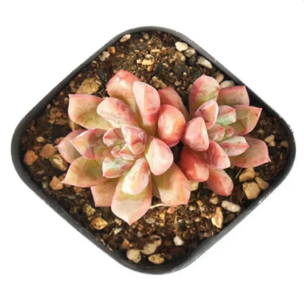 1756114264-2-2017.webp Echeveria Blood Swallow Double Head - Image 2