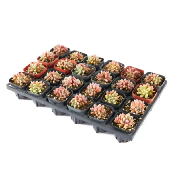 1756114265-3-604.webp Echeveria Blood Swallow Double Head - Image 3