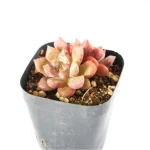Echeveria Blood Swallow Double Head - Image 4