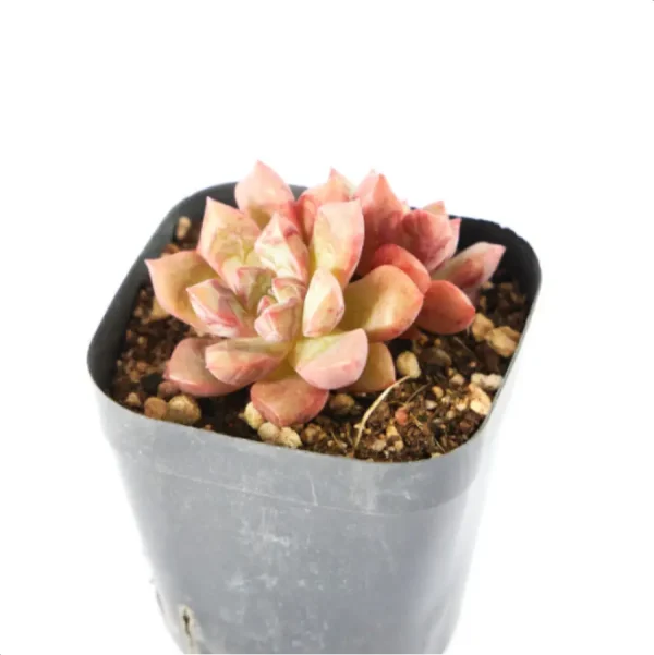 1756114265-4-411.webp Echeveria Blood Swallow Double Head - Image 4