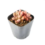 Echeveria Blood Swallow Double Head - Image 5