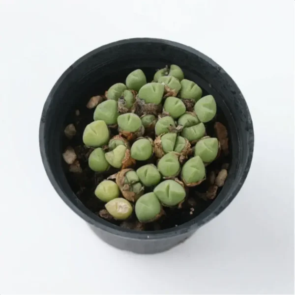 1756114270-4-410.webp Conophytum-hians(Pot Sale) - Image 4