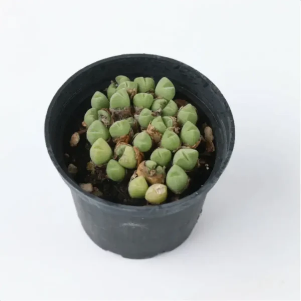 1756114270-5-21.webp Conophytum-hians(Pot Sale) - Image 5