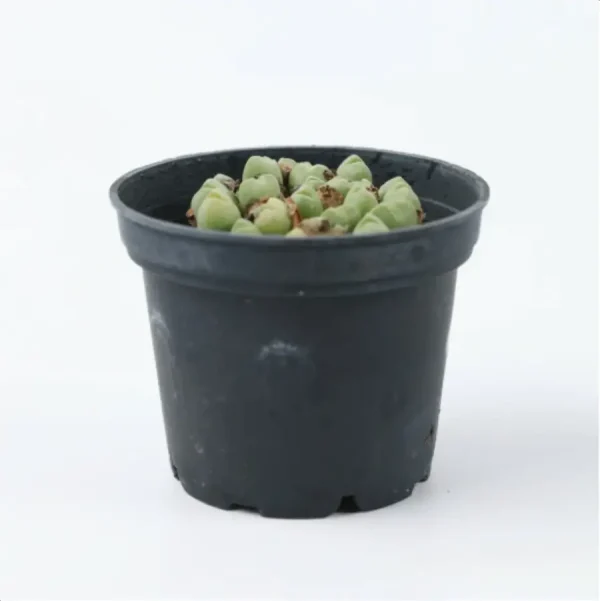1756114271-6-9.webp Conophytum-hians(Pot Sale) - Image 6