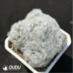 (Seed Grown)Cactus-Mammillaria bocasana