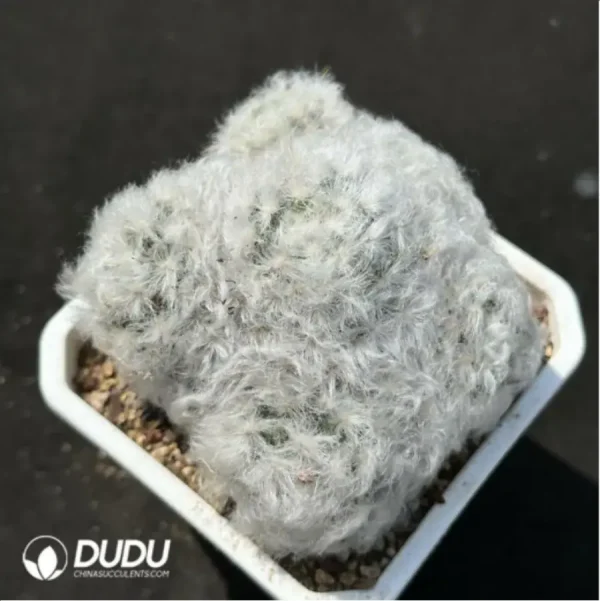 1756114272-1-2994.webp (Seed Grown)Cactus-Mammillaria bocasana - Image 1