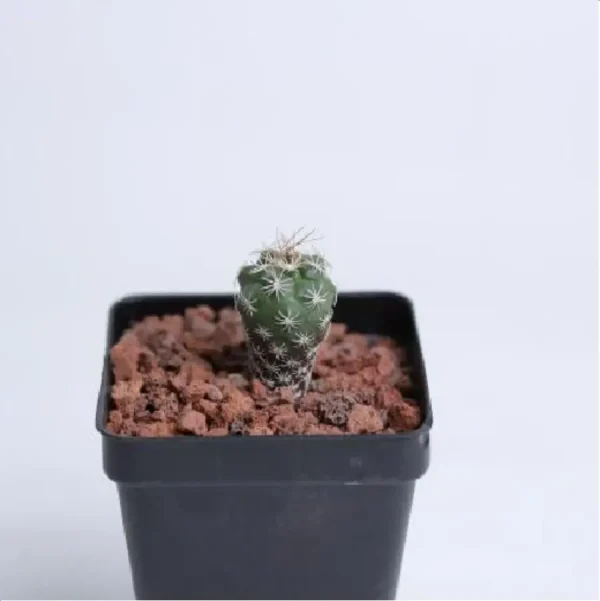 Cactus-Turbinicarpus pseudomacrochele - Image 1
