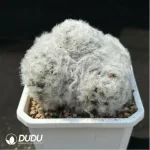 (Seed Grown)Cactus-Mammillaria bocasana - Image 2