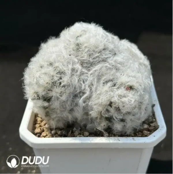 (Seed Grown)Cactus-Mammillaria bocasana - Image 2