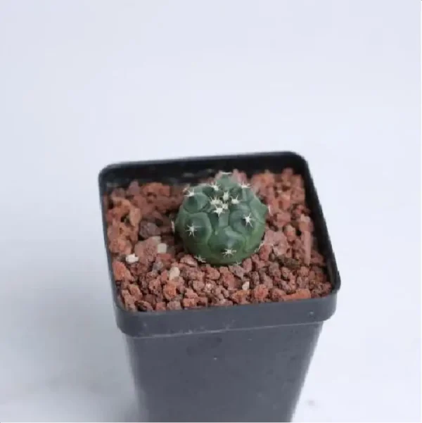 (Seed Grown)Cactus-Turbinicarpus - Image 1