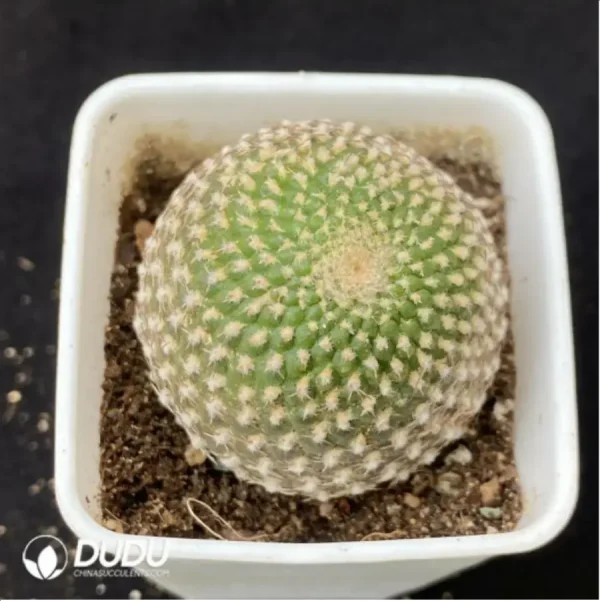 Cactus-Rebutia arenacea - Image 1