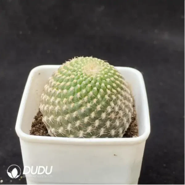 Cactus-Rebutia arenacea - Image 2