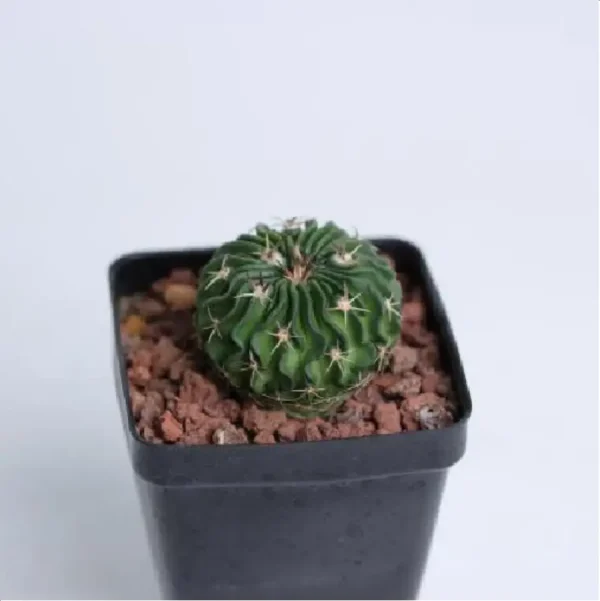 (Seed Grown)Cactus-Echinofossulo - Image 1