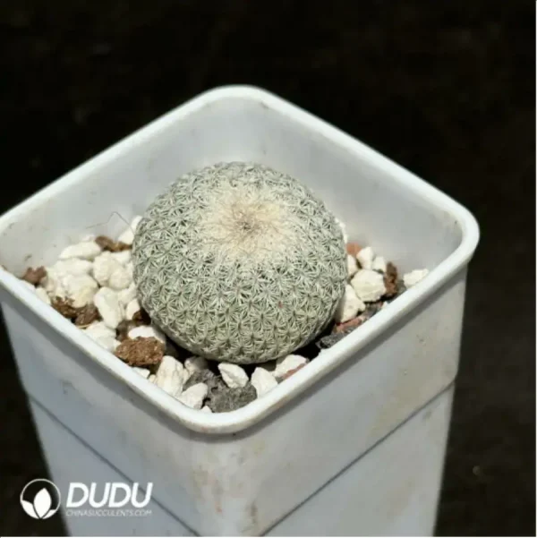 Cactus-Epithelantha micromeris - Image 1