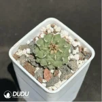 Cactus-Turbinicarpus alonsoi