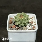 Cactus-Turbinicarpus alonsoi - Image 2
