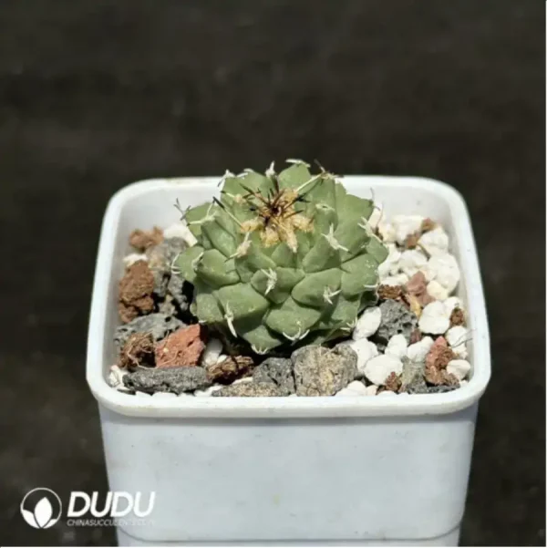 1756114280-2-1368.webp Cactus-Turbinicarpus alonsoi - Image 2