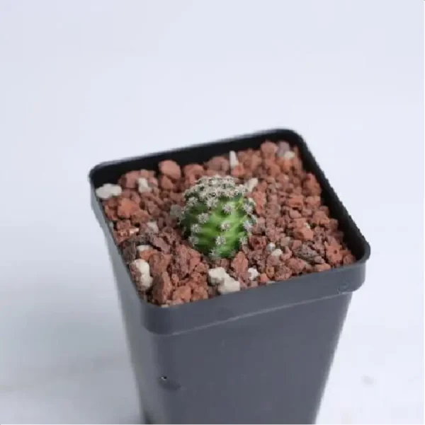 (Seed Grown)Cactus Mammillaria hernandezii - Image 1