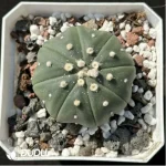 (Seed Grown)Cactus-Astrophytum asterias