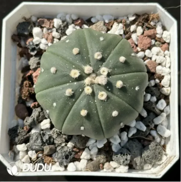 1756114284-1-2097.webp (Seed Grown)Cactus-Astrophytum asterias - Image 1
