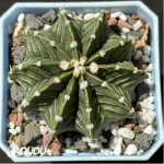 (Seed Grown)Cactus-Gymnocalycium stenopleurum var.