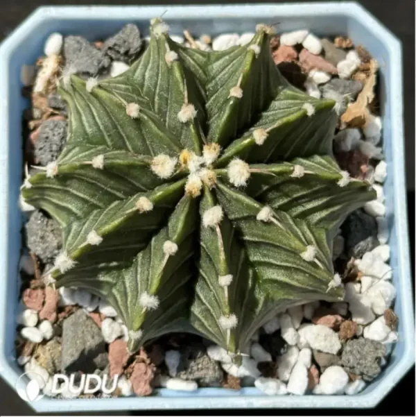 1756114285-1-2102.webp (Seed Grown)Cactus-Gymnocalycium stenopleurum var. - Image 1