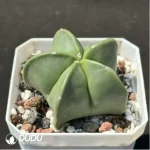 (Seed Grown)Cactus-Astrophytum asterias - Image 2