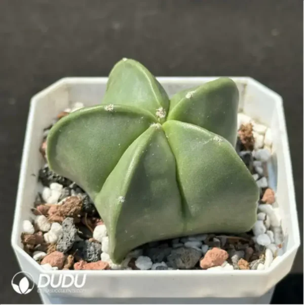 (Seed Grown)Cactus-Astrophytum asterias - Image 2