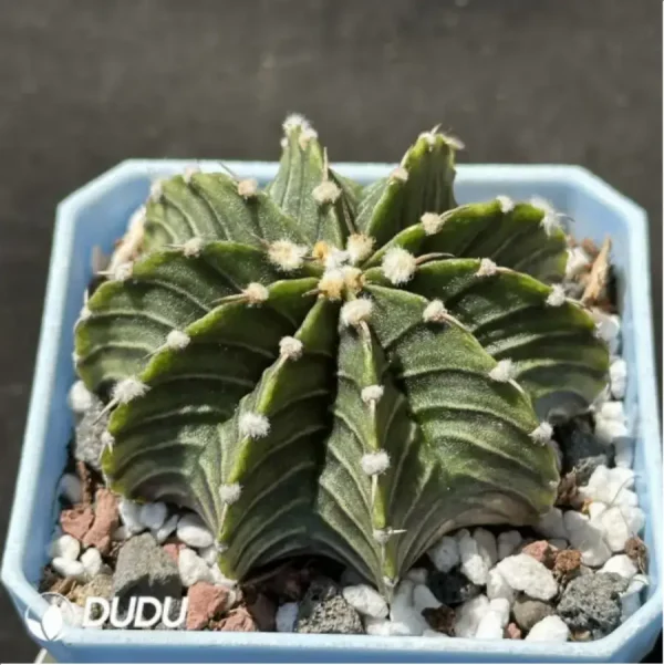 (Seed Grown)Cactus-Gymnocalycium stenopleurum var. - Image 2