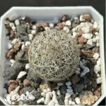 (Seed Grown)Cactus-Turbinicarpus viereckii