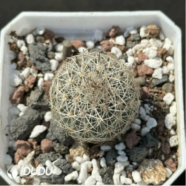 1756114288-1-2128.webp (Seed Grown)Cactus-Turbinicarpus viereckii - Image 1