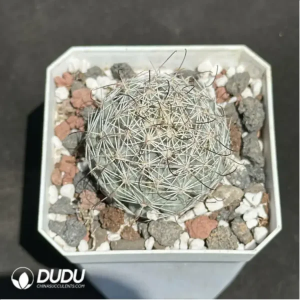 Cactus-Mammillaria schumannii - Image 1