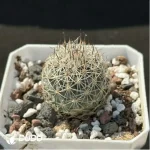 (Seed Grown)Cactus-Turbinicarpus viereckii - Image 2